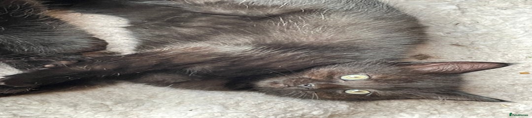 Mixed Breed Kitten 4