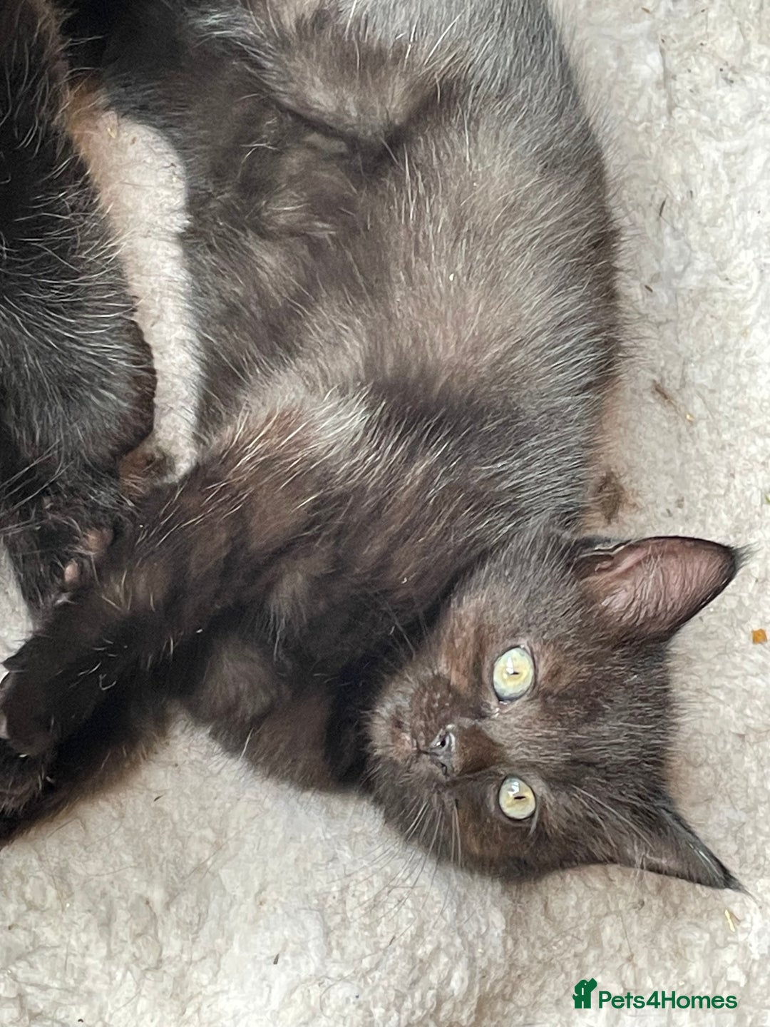 Mixed Breed cats for sale: 4 beautiful mixed breed kittene - Image 3