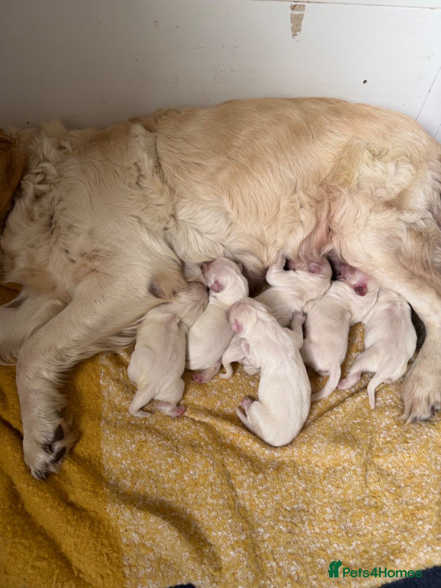 Golden Retriever dogs 2 stunning white boys KC REG TESTED PARENTS!  - Advert 1