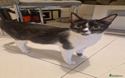 British Shorthair cats for sale: British Shorthair x Striped Tabby Kittens –2 Males - Image 31