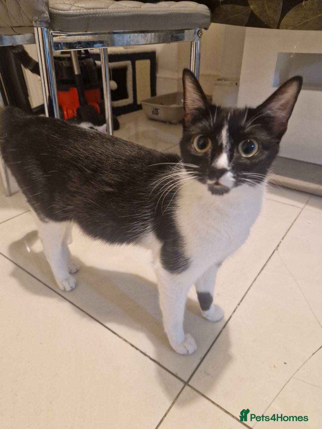 British Shorthair cats for sale: British Shorthair x Striped Tabby Kittens –2 Males - Image 31