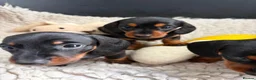 Miniature Dachshund dogs for sale: Champion line show Mini Smooth-Haired Dachshund  - Advert 8