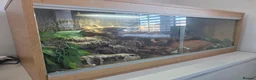 Corn Snake reptiles for sale: Corn snake and tank for a good home! in Tamworth - Advert 2