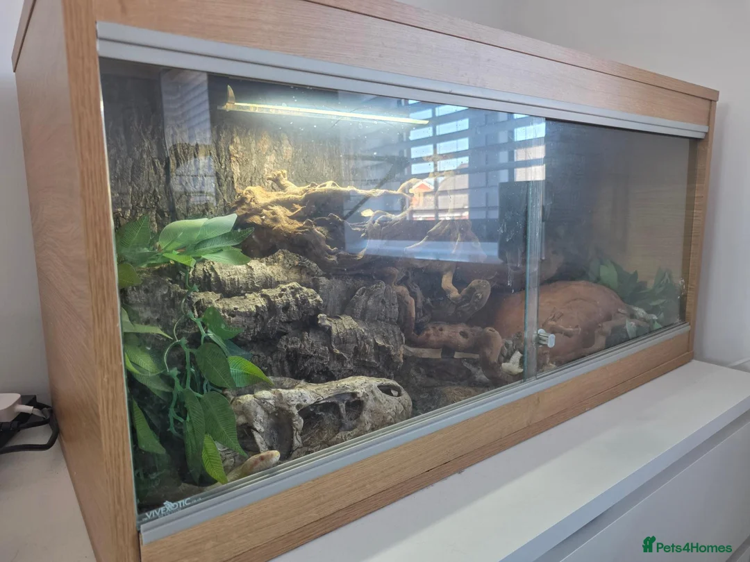 Corn Snake reptiles for sale: Corn snake and tank for a good home! in Tamworth - Advert 2