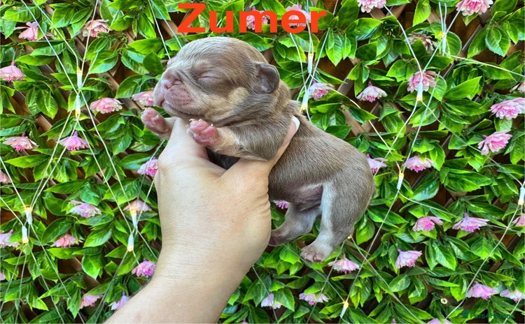 French Bulldog dogs - Advert 1