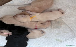 Labrador Retriever dogs for sale: Labrador pups - Image 22