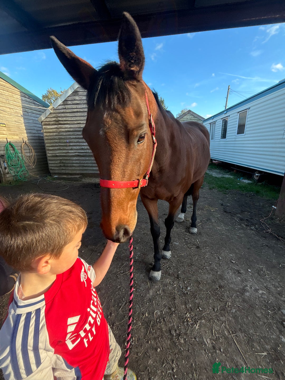 English Thoroughbred horses for sale: X2 safe stunning geldings alrounders - Image 6