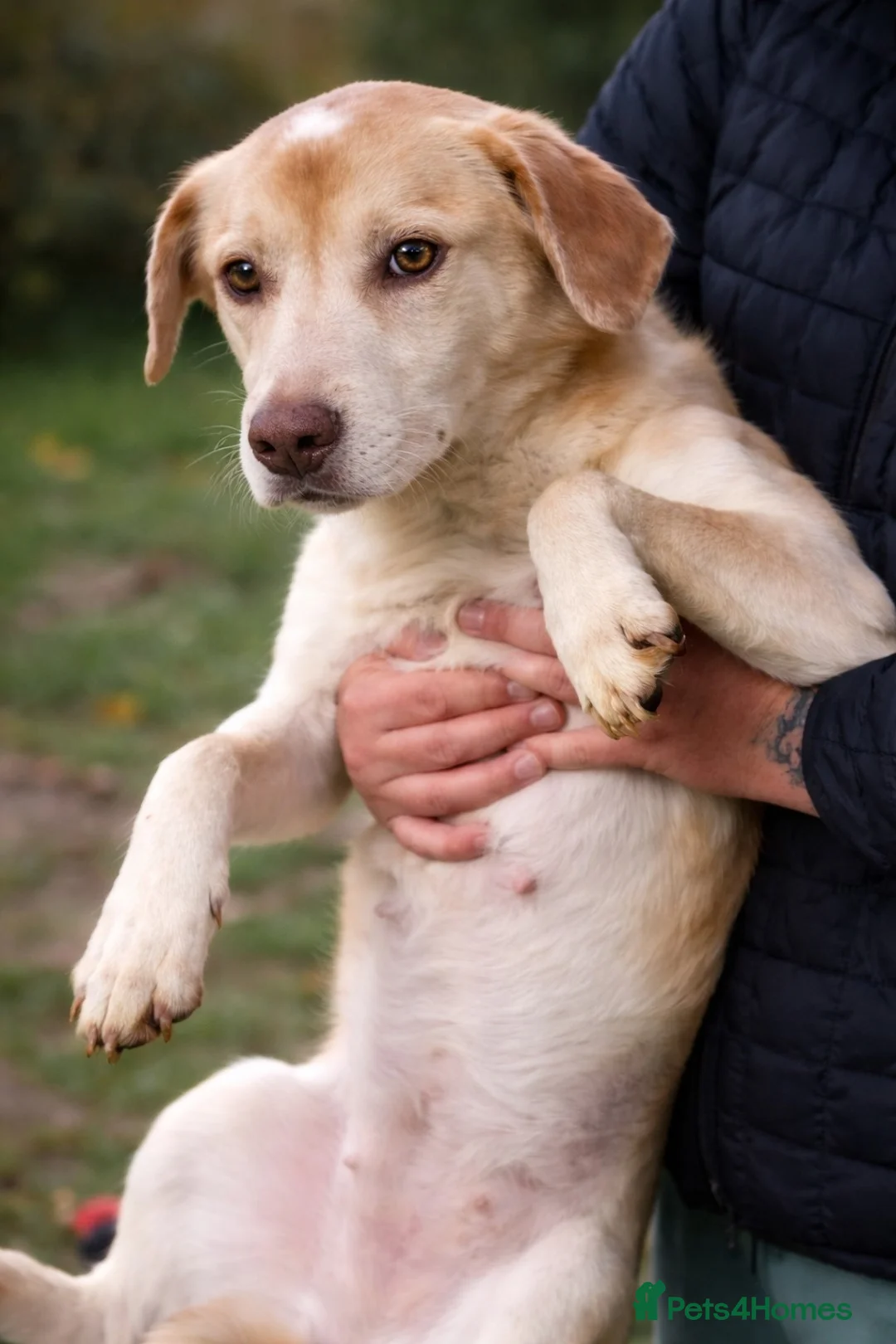 Mixed Breed dogs for adoption: 🐾Luna – a small Lab-type girl longing for love ❤️ - Advert 2