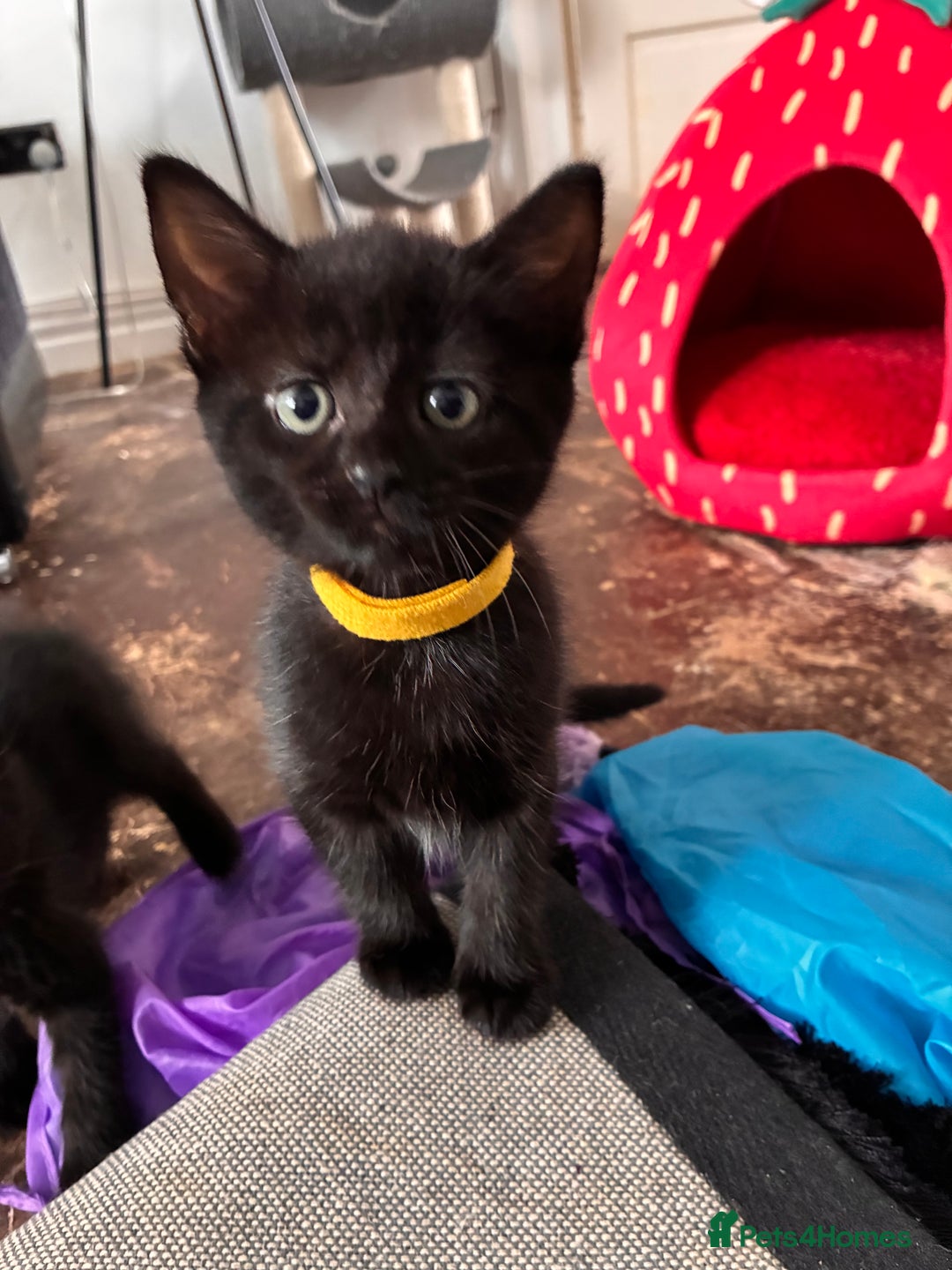 Mixed Breed cats for sale: Black kittens - Image 5