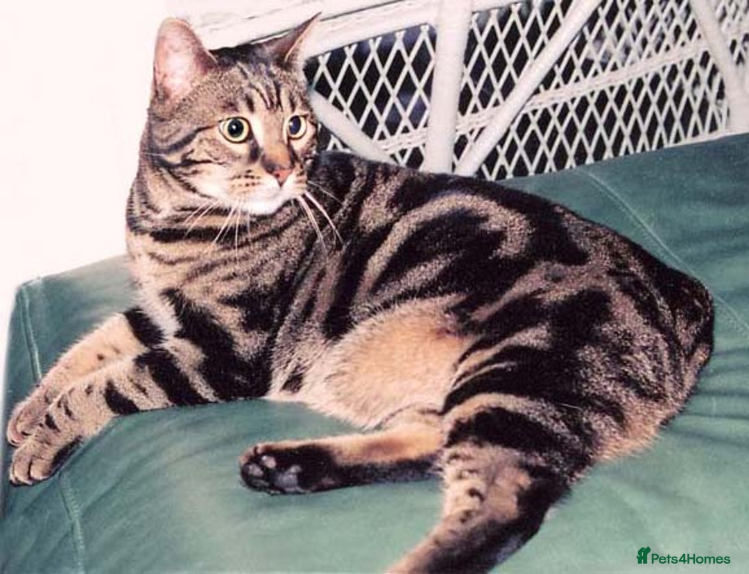 Bengal cats for sale: Bengal cross tabby - Image 4