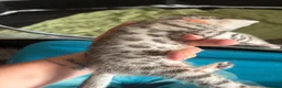 Bengal cats for sale: Family raised Bengal Kittens 🐾 - Advert 30