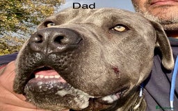 Cane Corso dogs for sale: cane corso puppies  - Image 2