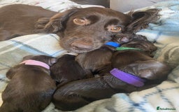 Cocker Spaniel dogs for stud: Cocker spaniel stud *PROVEN* - Image 5