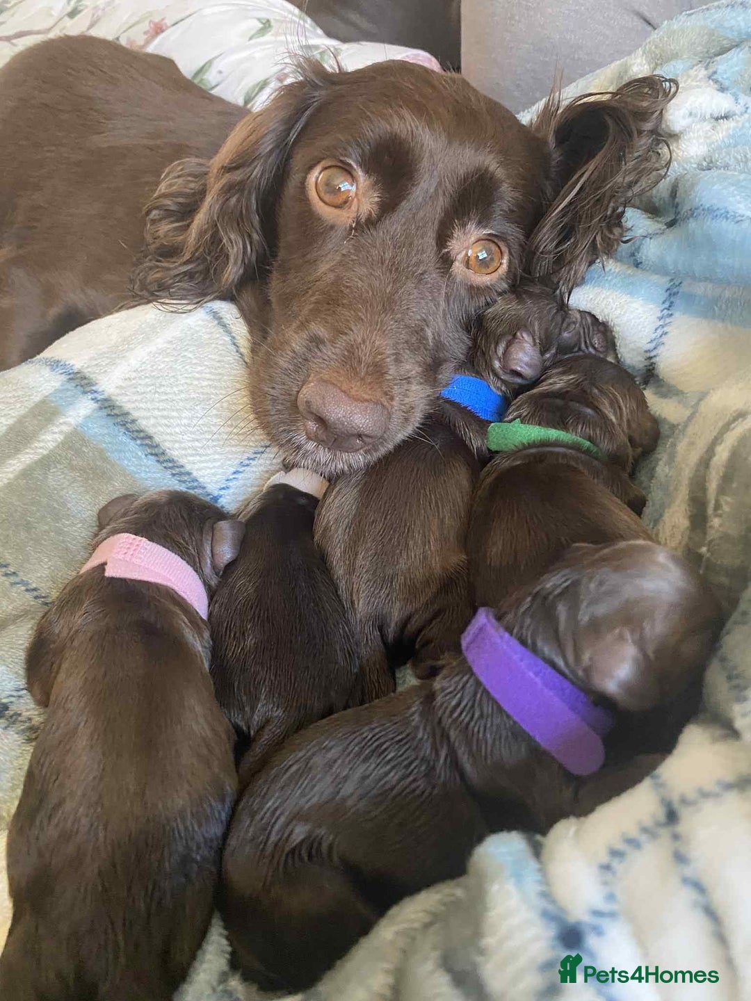 Cocker Spaniel dogs for stud: Cocker spaniel stud *PROVEN* - Image 5