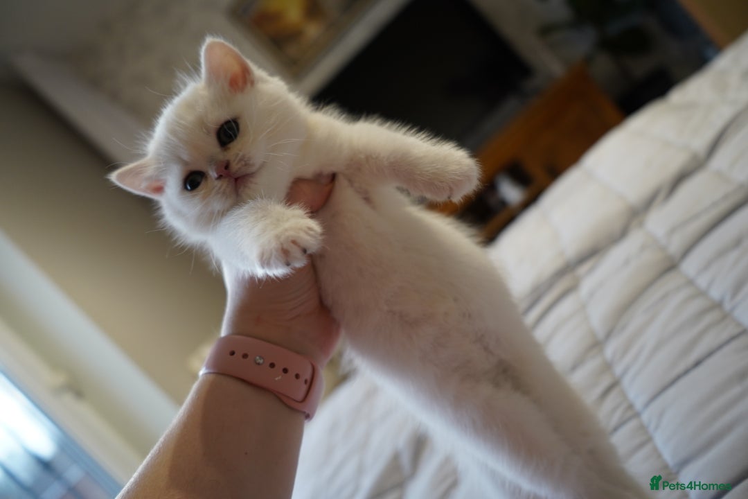 British Shorthair cats for sale: British Shorthair Chinchilla - Advert 12