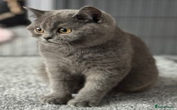 British Shorthair cats for sale: British shorthair kittens  - Image 4