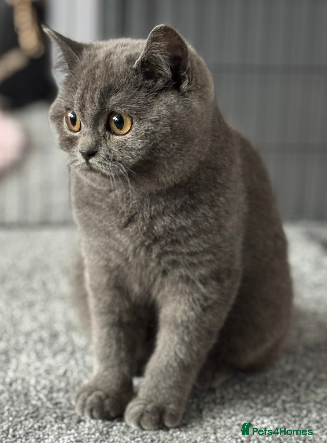 British Shorthair cats for sale: British shorthair kittens  - Image 4