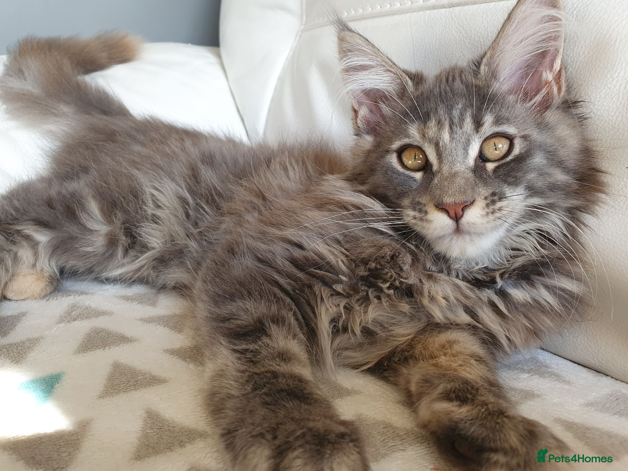 Maine Coon cats for sale: TICA Reg 2 Pure Bread Maine coon kittens - Advert 2