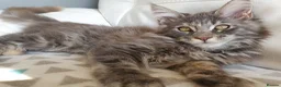 Maine Coon cats for sale: TICA Reg Pure Bread Maine coon kitten - Advert 2