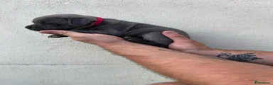 Red Collar