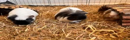 Guinea Pig rodents for sale: Four female bonded guinea pigs in Hereford - Advert 9