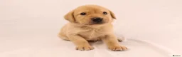 Labrador Retriever dogs for sale: 🐾🧡 BEAUTIFUL WORKING LABRADOR PUPPIES 🧡🐾 - Advert 9