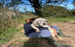 English Setter dogs for adoption: Gela  - Image 3