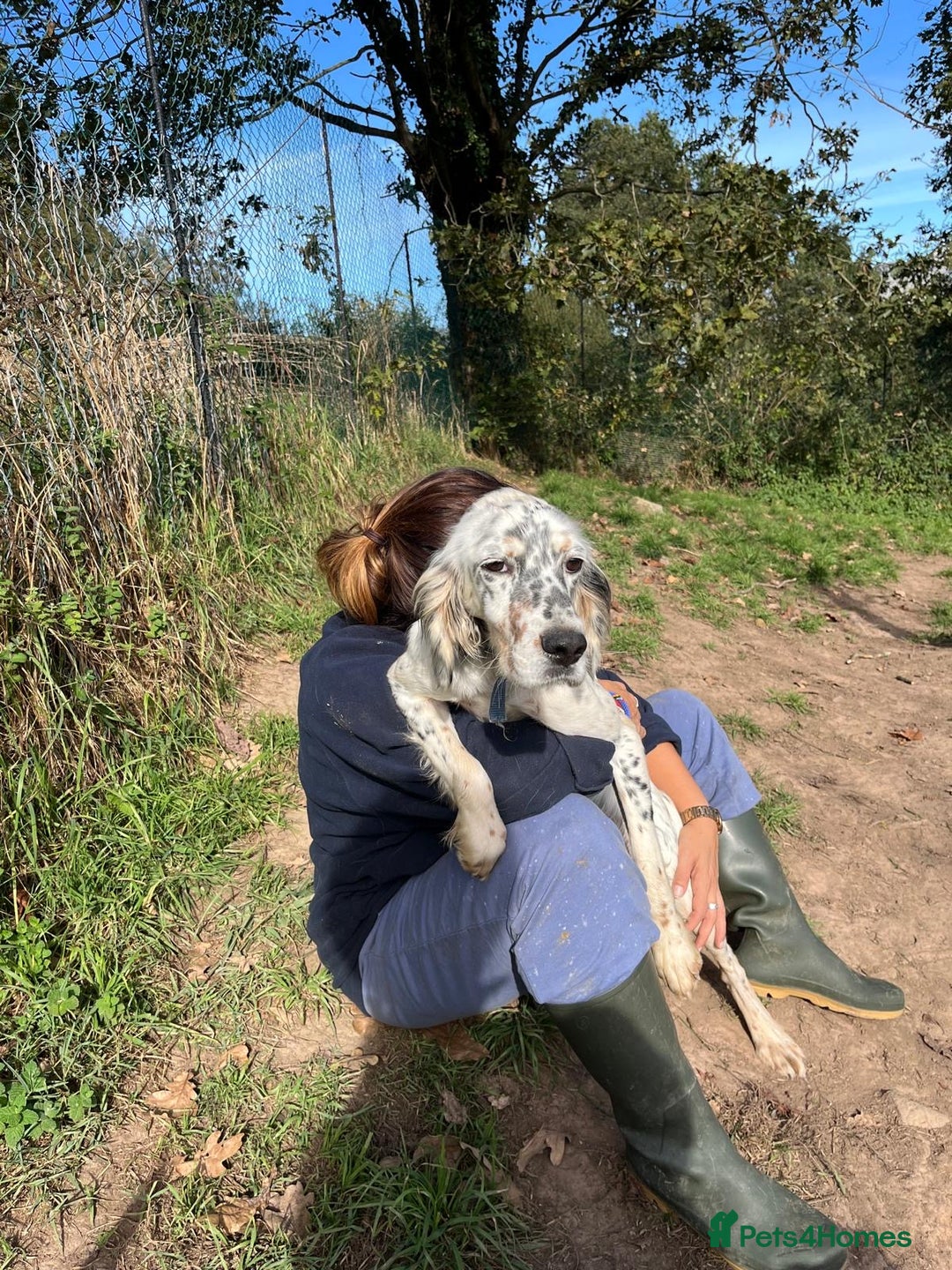 English Setter dogs for adoption: Gela  - Image 3