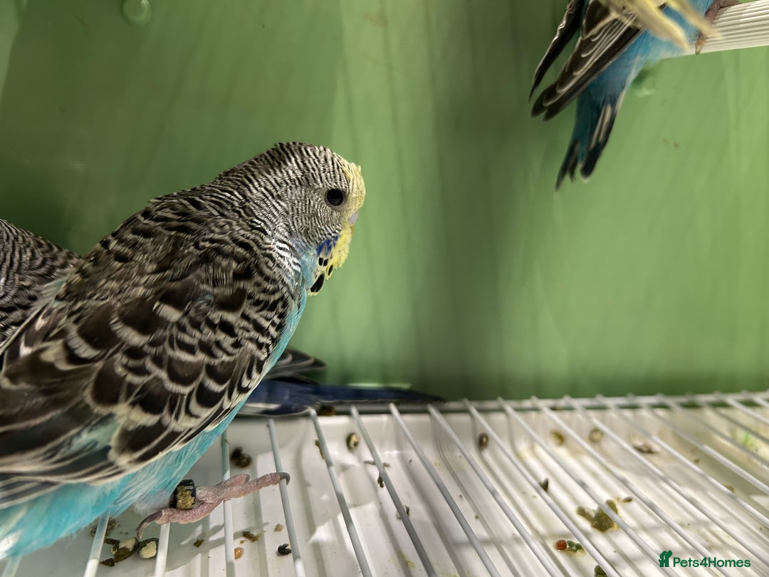 Budgerigars birds for sale: Budgies for Sale, all in good health  - Advert 9
