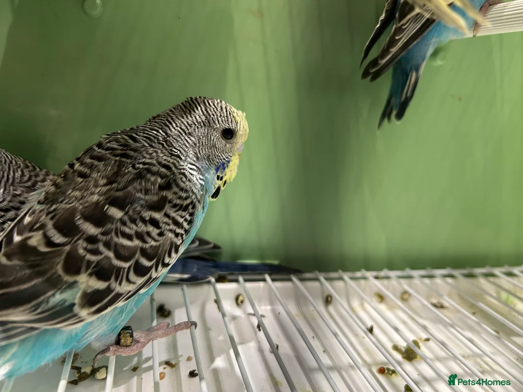 Budgerigars birds for sale: Budgies for Sale, all in good health  - Advert 17