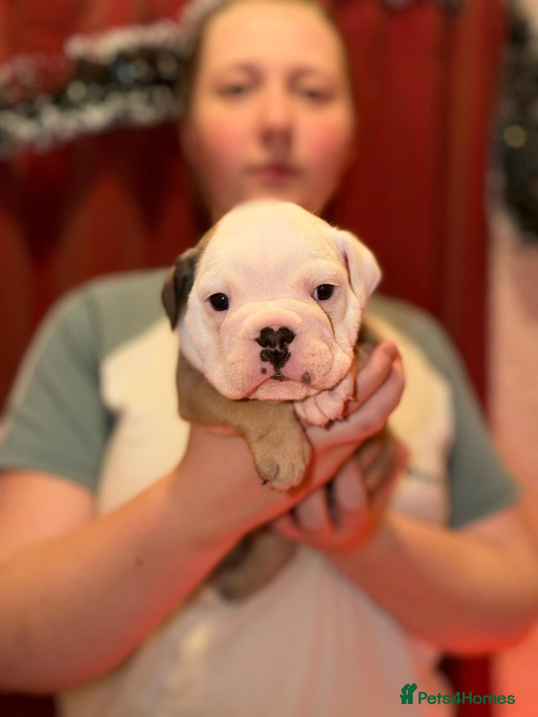 English Bulldog dogs for sale: English Bulldog Puppies Coloured  - Advert 28