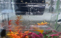 Mollies fish for sale: Dalmatian mollies, tropical fish  - Image 4