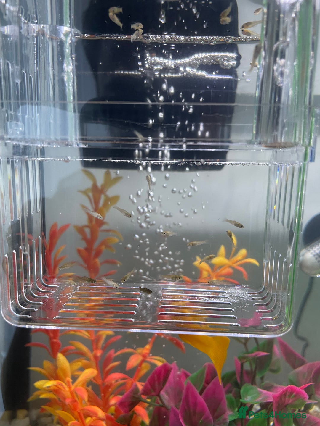Mollies fish for sale: Dalmatian mollies, tropical fish  - Image 4