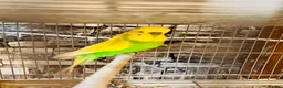 Budgerigars birds for sale: Proven breeding pairs only  - Advert 6