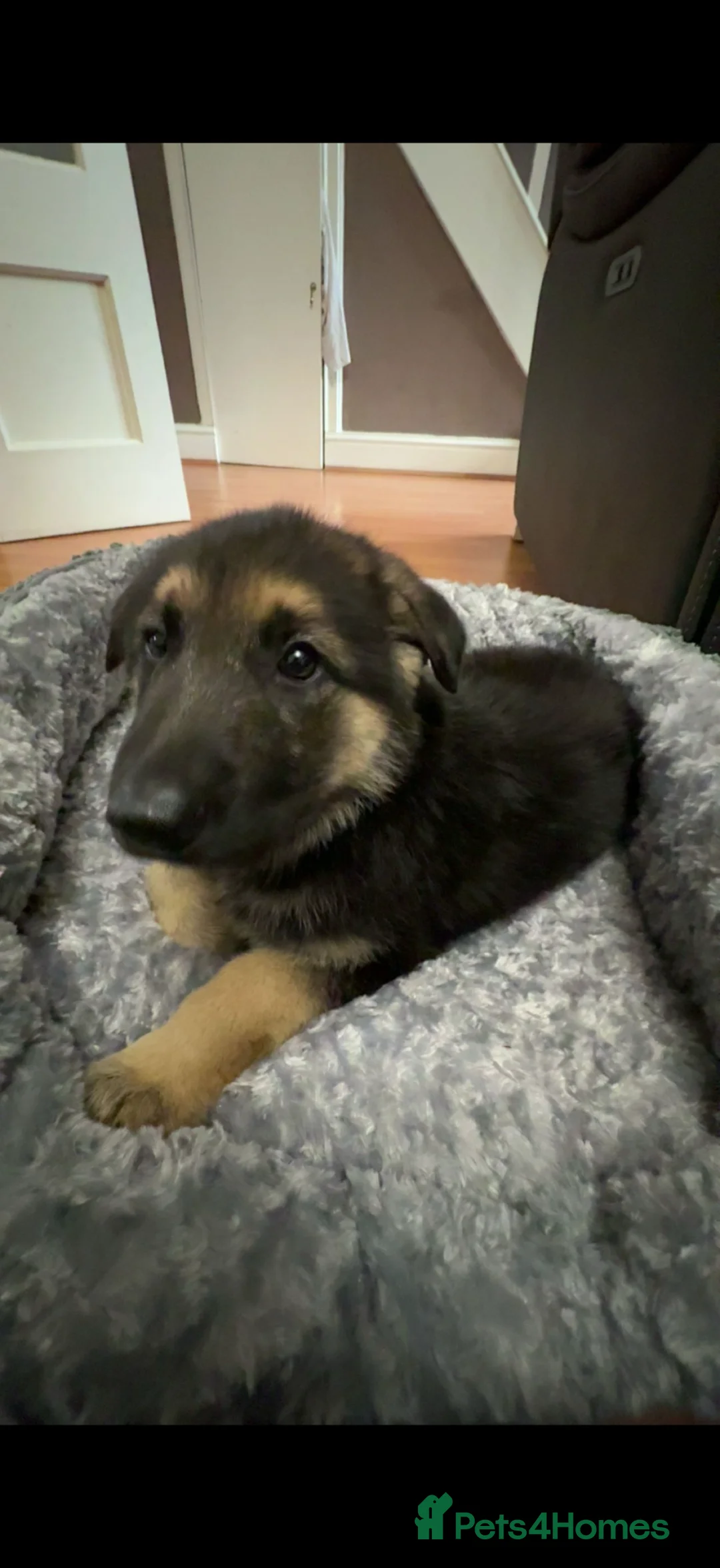German Shepherd dogs for sale: 9-Week-Old Male GSD Puppy – Short Hair – - Advert 5