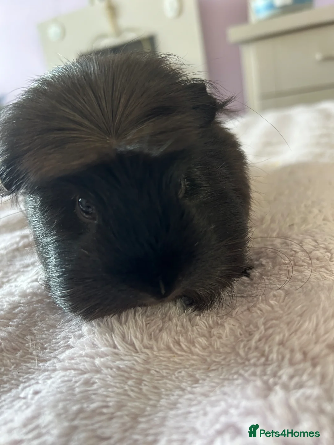 Guinea Pig rodents for sale: Female guinea pig 7 months old  - Advert 1