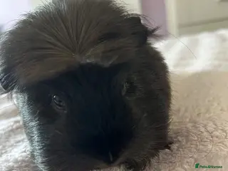 Guinea Pig rodents email guinea pig 7 months old - Advert 1