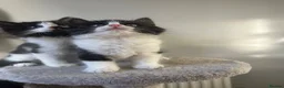 Mixed Breed cats for sale: 🐾💕 Adorable Fluffy KittensLooking for Homes 🐱🏡 - Advert 8