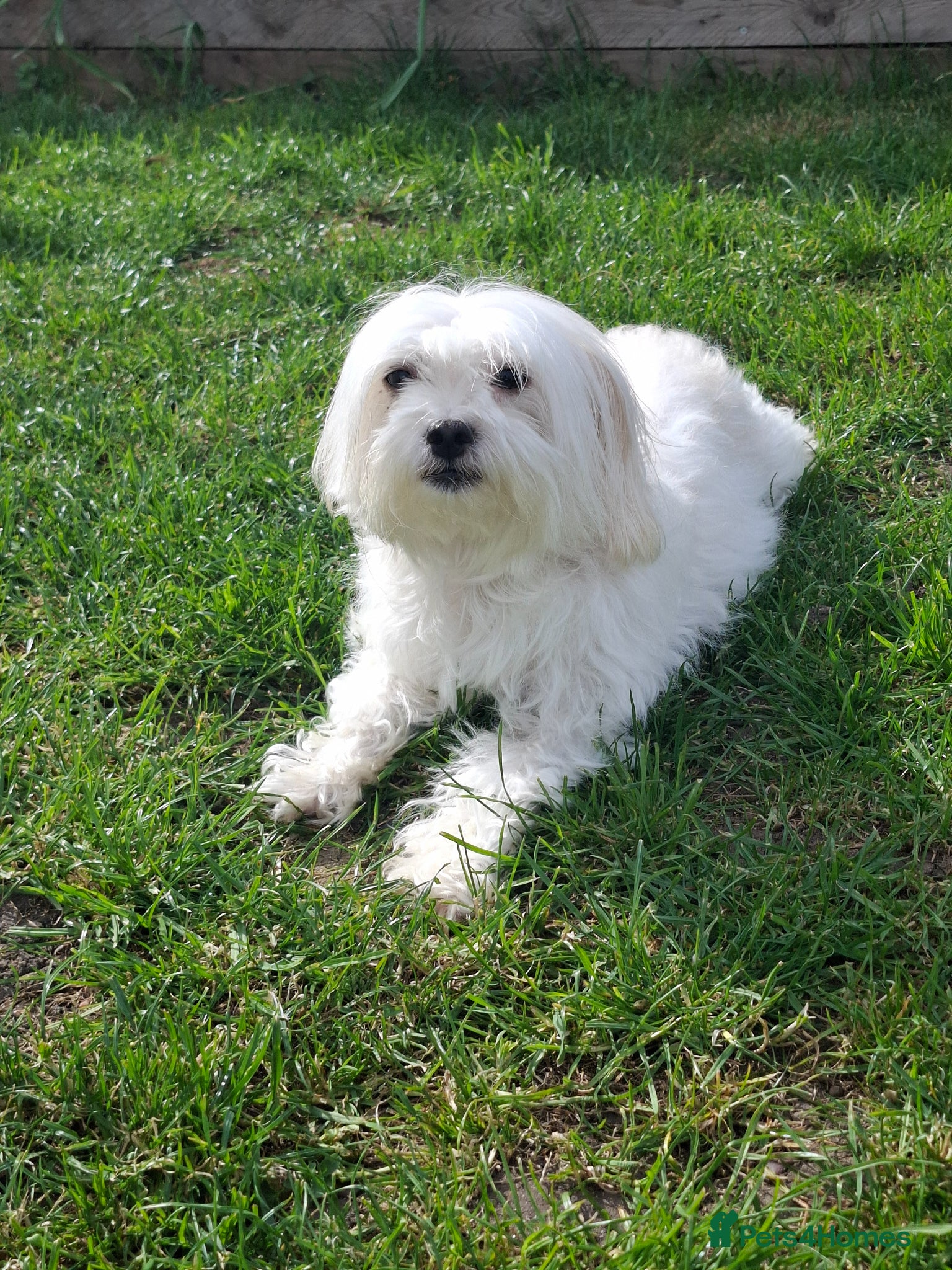 Maltese dogs 2 girls 2 boys  - Advert 5