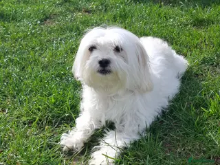 Maltese dogs 2 girls 2 boys - Advert 5