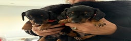 Dachshund dogs for sale: Dashchund Pups one boy one girl - Advert 4