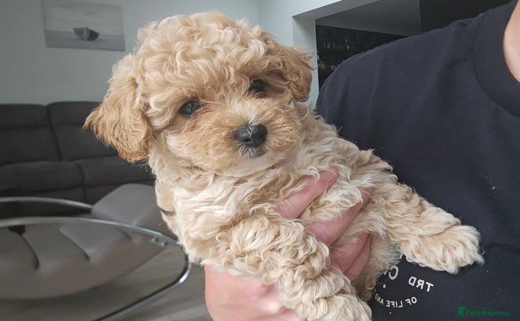 Maltipoo dogs - Advert 3