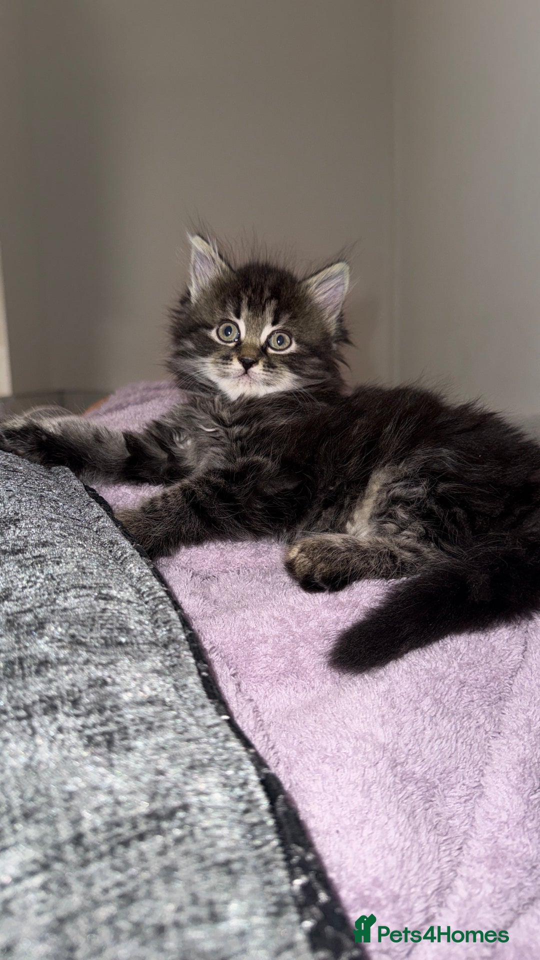 Persian cats for sale: PersianBSH silver, ginger & dark silver kittens 🩷 - Advert 5