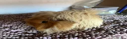 Guinea Pig rodents for sale: PUREBRED PERUVIAN & ALPACA BOARS OF ALL AGES - Advert 5