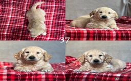 Golden Retriever dogs for sale: STUNNING GOLDEN RETRIEVER PUPPIES READY NOW - Image 20
