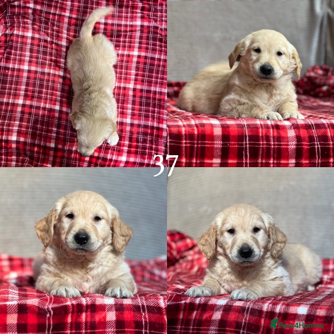 Golden Retriever dogs for sale: STUNNING GOLDEN RETRIEVER PUPPIES READY NOW - Image 20