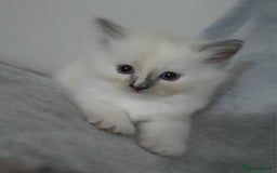 Ragdoll cats for sale:  loved Ragdoll kittens Full Breed - Image 15