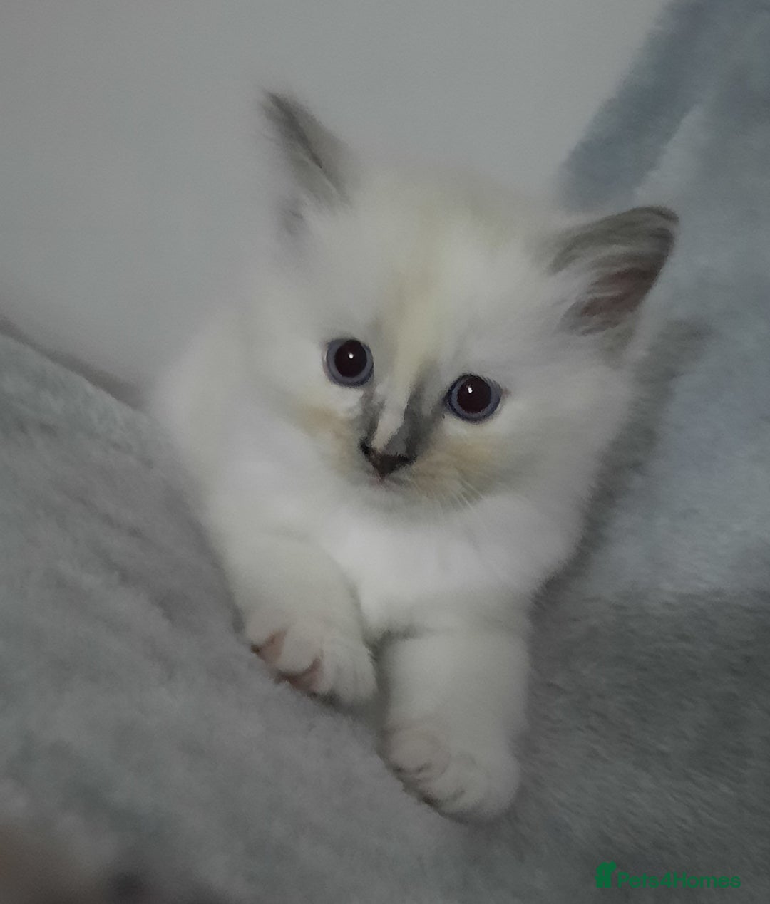 Ragdoll cats for sale:  loved Ragdoll kittens Full Breed - Image 15