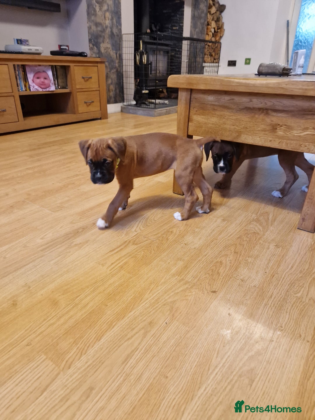Boxer dogs for sale: FINAL PUP (PINK), READY TO GO KC reg bobtail boxer - Advert 13