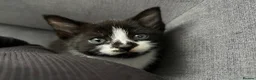 Mixed Breed cats for sale: Kittens for sale  in Bathgate - Advert 5